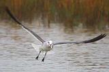 Squawking Gull In Flight_33474